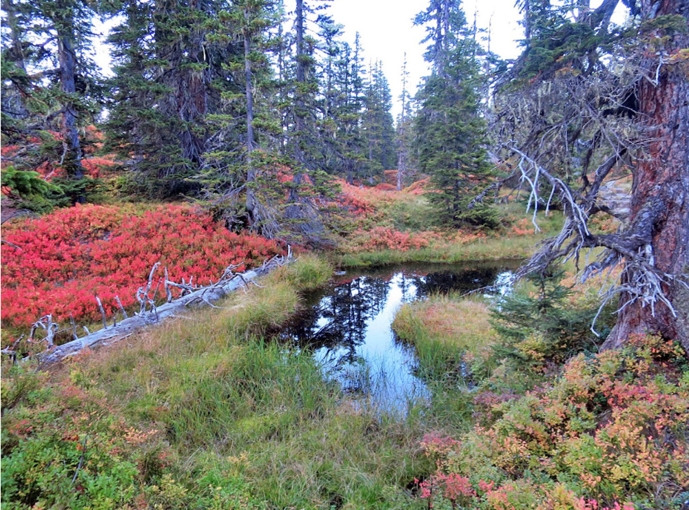 cirbolyafenyő tanösvény Rauris őserdő