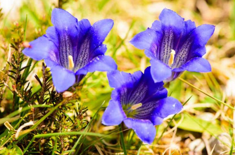 Sárga-és-kék-tárnics-(Gentiana)